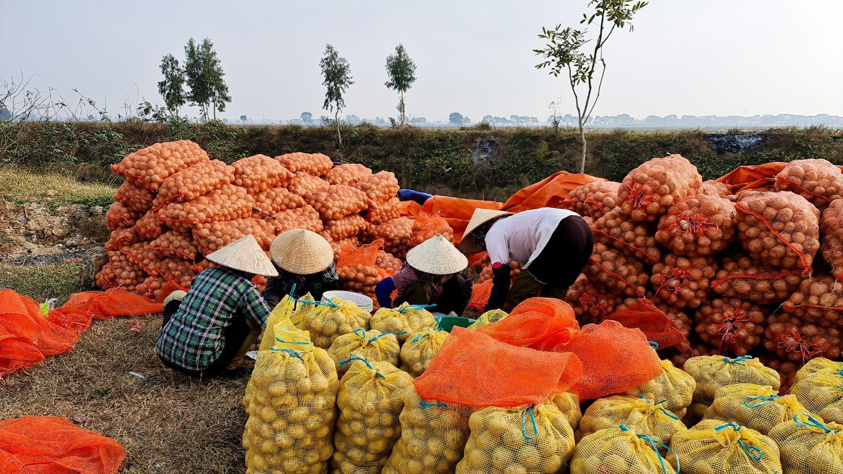 Thông qua dự án “Khoai tây quê hương”, Orion góp phần nâng cao hiệu quả, năng suất canh tác khoai tây giống tại Việt Nam.