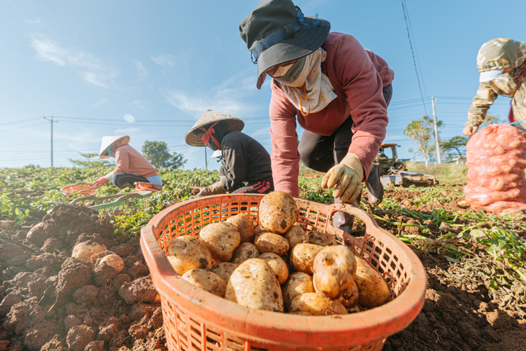 Thu hoạch khoai tây tại Phú Hội, Đức Trọng, Lâm Đồng